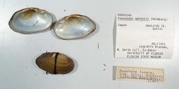 specimen