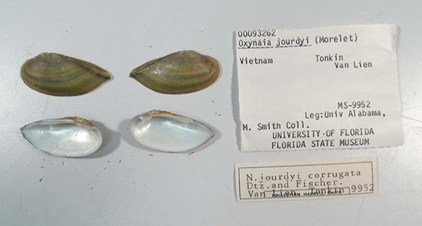 specimen