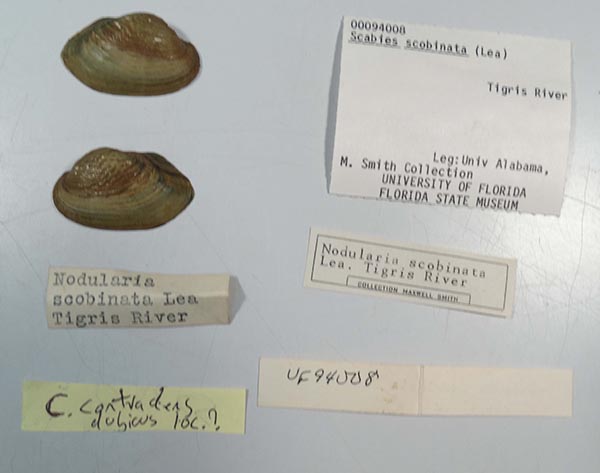 specimen