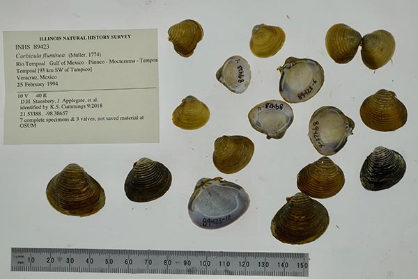 specimen