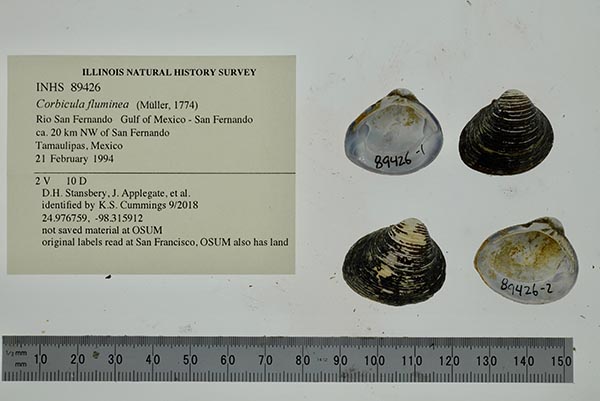 specimen