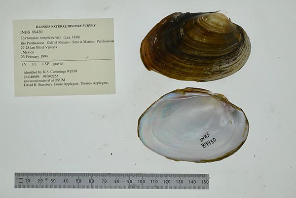 specimen
