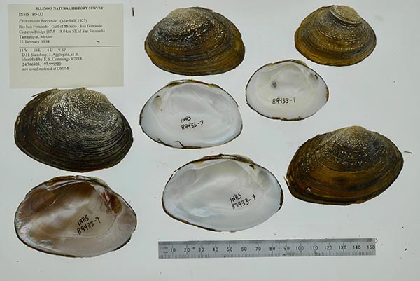 specimen
