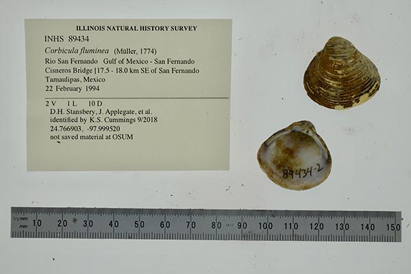 specimen