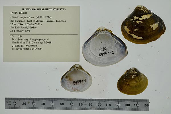 specimen