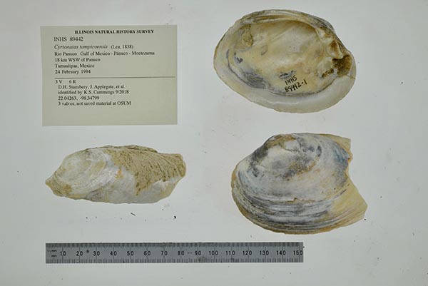 specimen