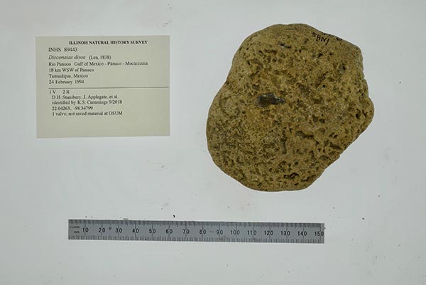 specimen