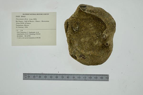 specimen