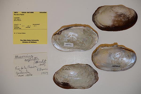 specimen