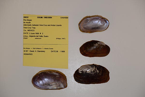 specimen