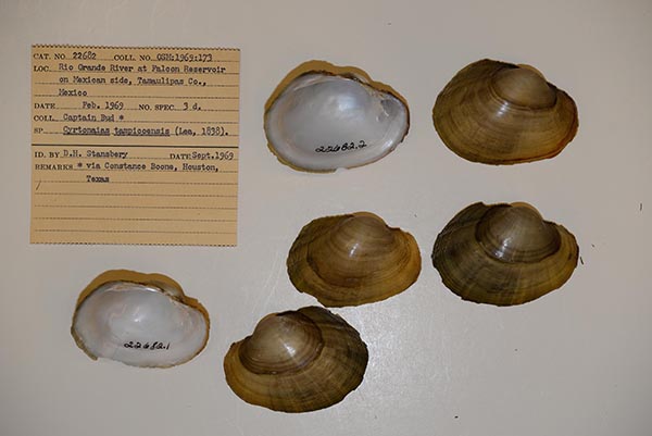 specimen