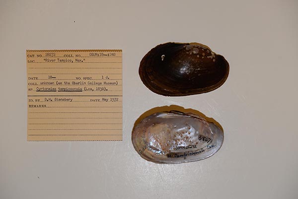specimen