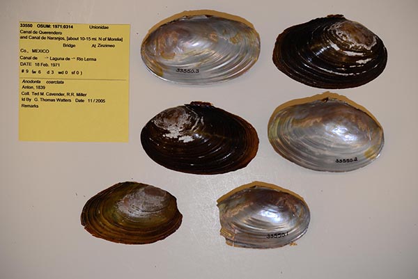 specimen