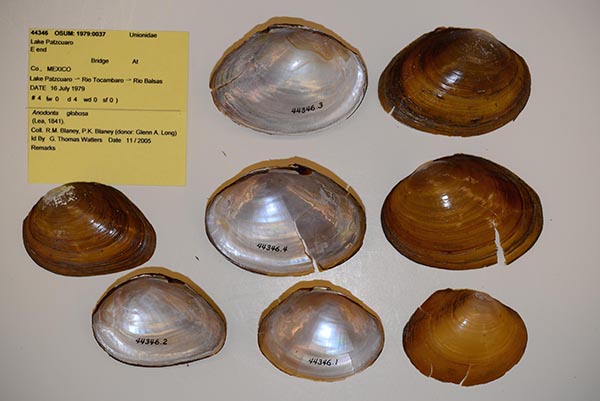 specimen
