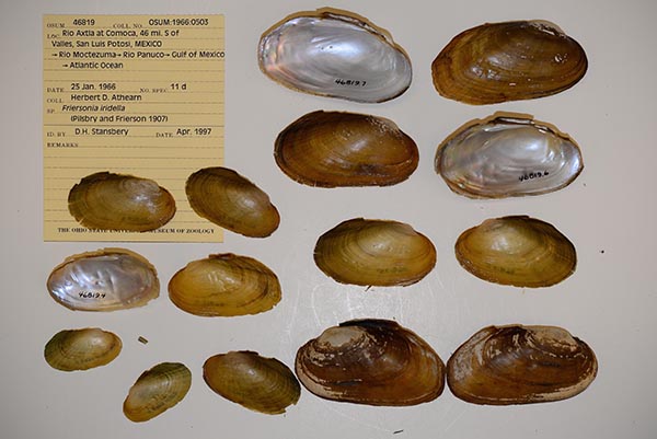 specimen
