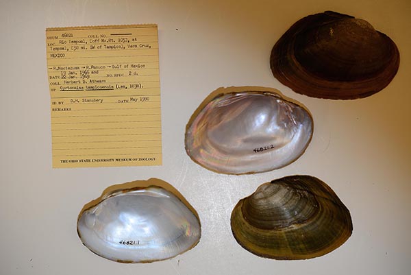 specimen