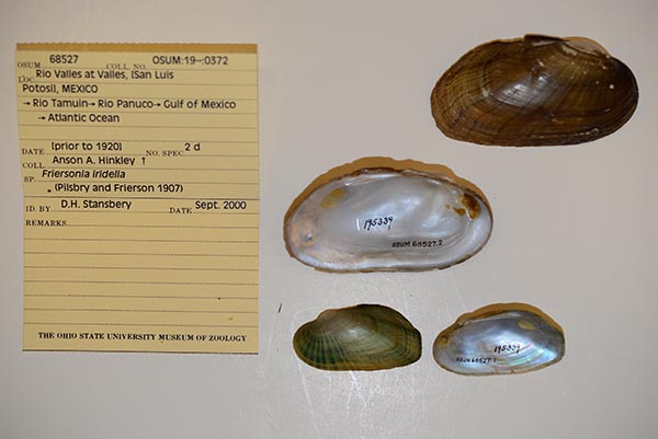 specimen