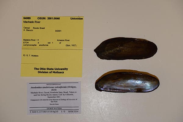 specimen