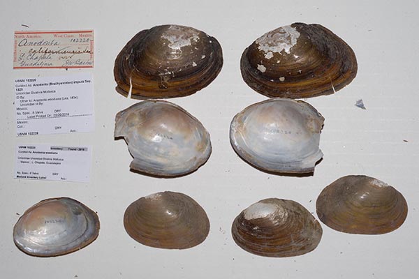 specimen