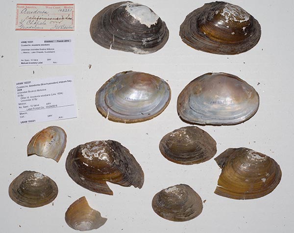 specimen