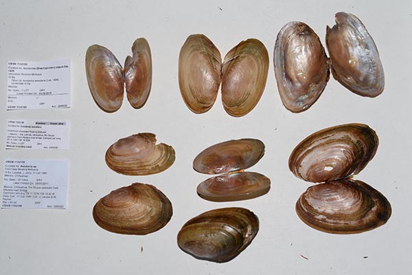 specimen