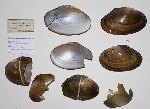 specimen