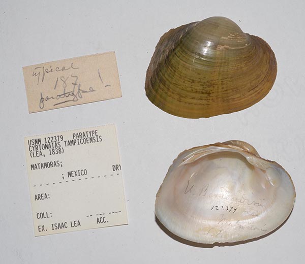 specimen