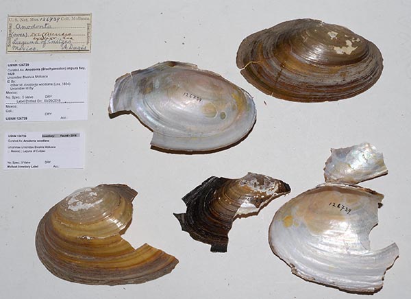specimen