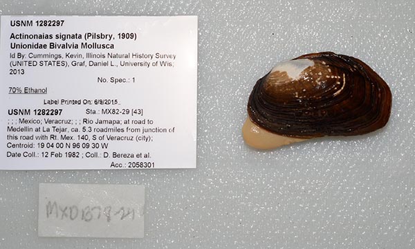 specimen