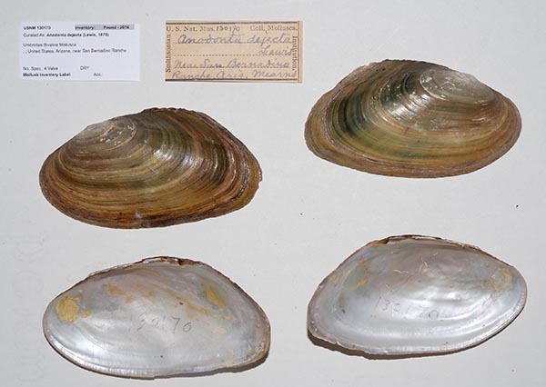 specimen