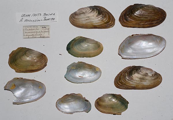 specimen