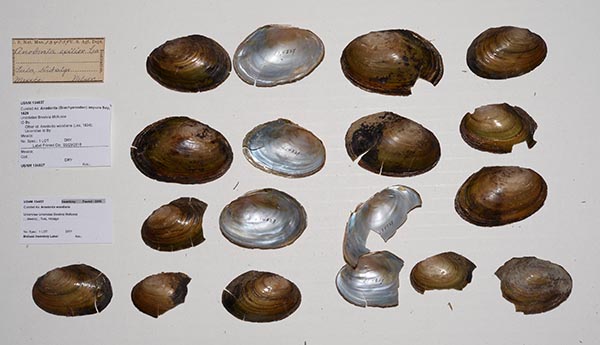specimen
