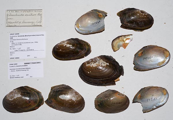 specimen