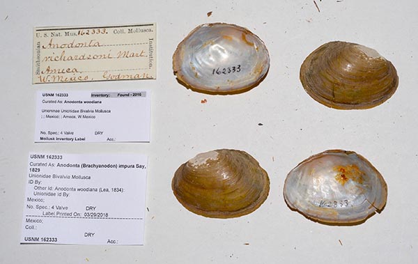 specimen