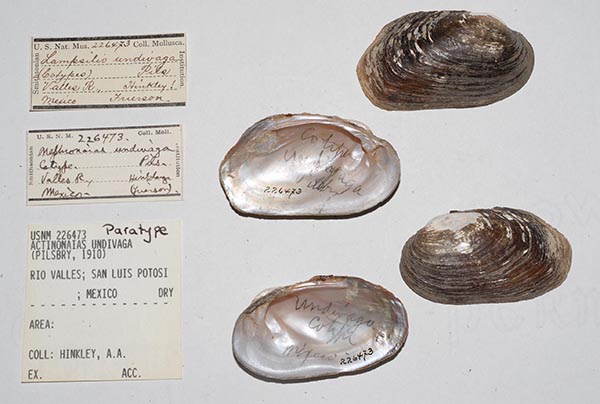 specimen