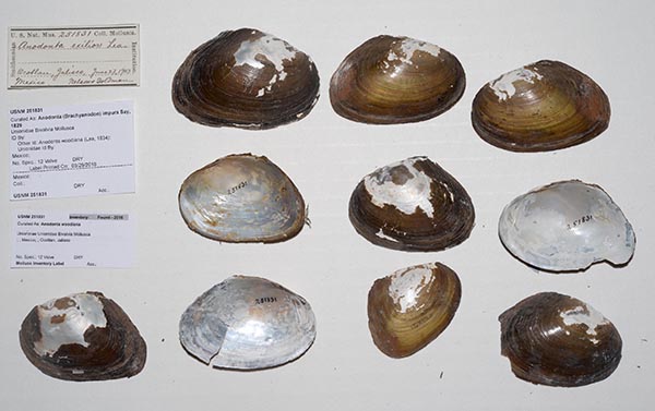 specimen