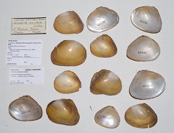 specimen