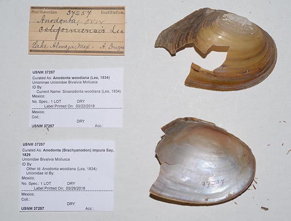 specimen