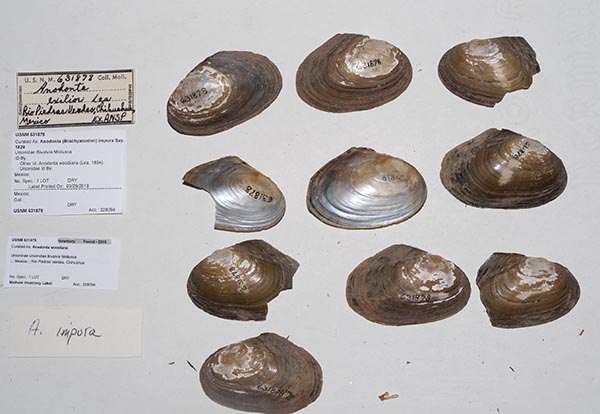 specimen