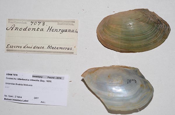 specimen