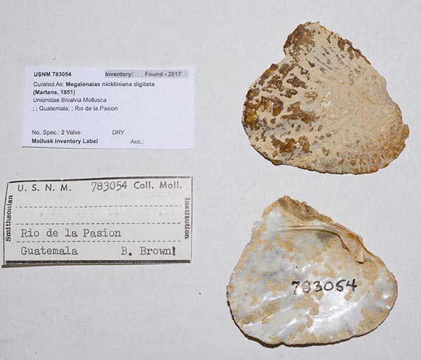 specimen