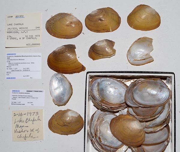 specimen