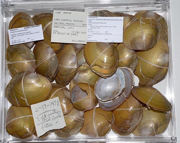 specimen