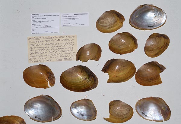 specimen