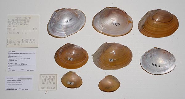 specimen