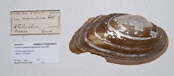 specimen