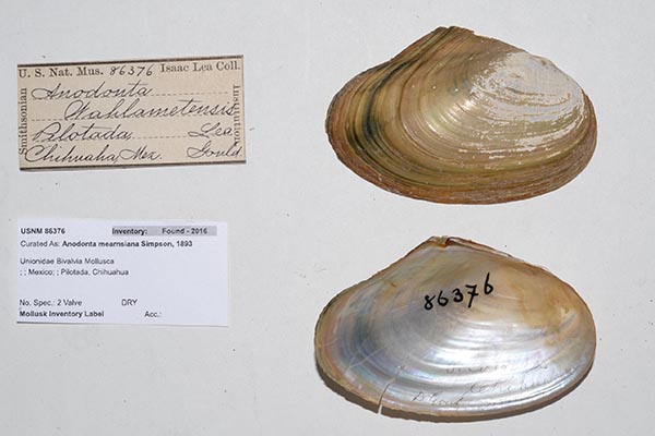 specimen