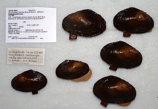 specimen