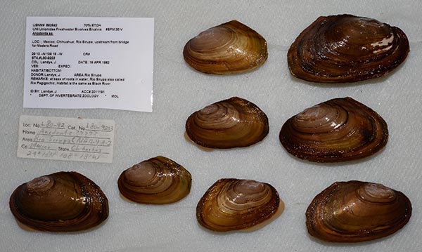 specimen