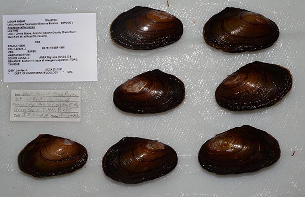 specimen